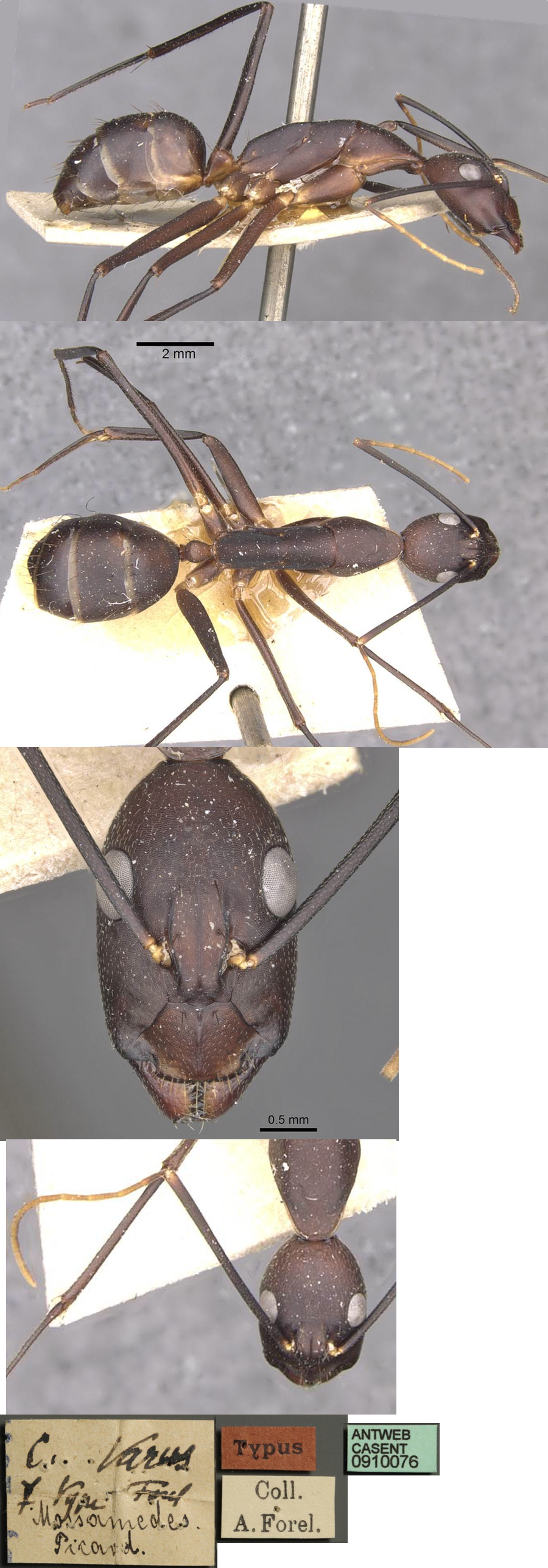 Camponotus varus minor