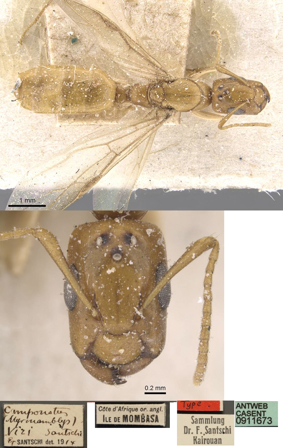 Camponotus viri queen