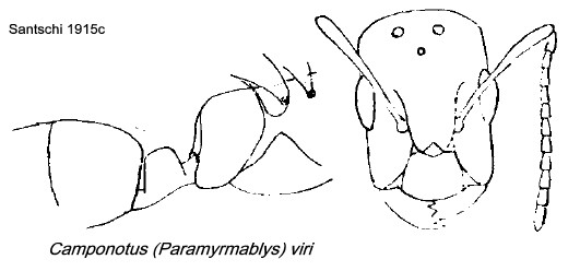 {Camponotus viri queen}