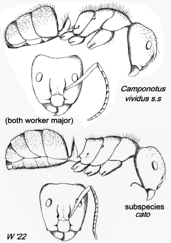 {Camponotus vividus}