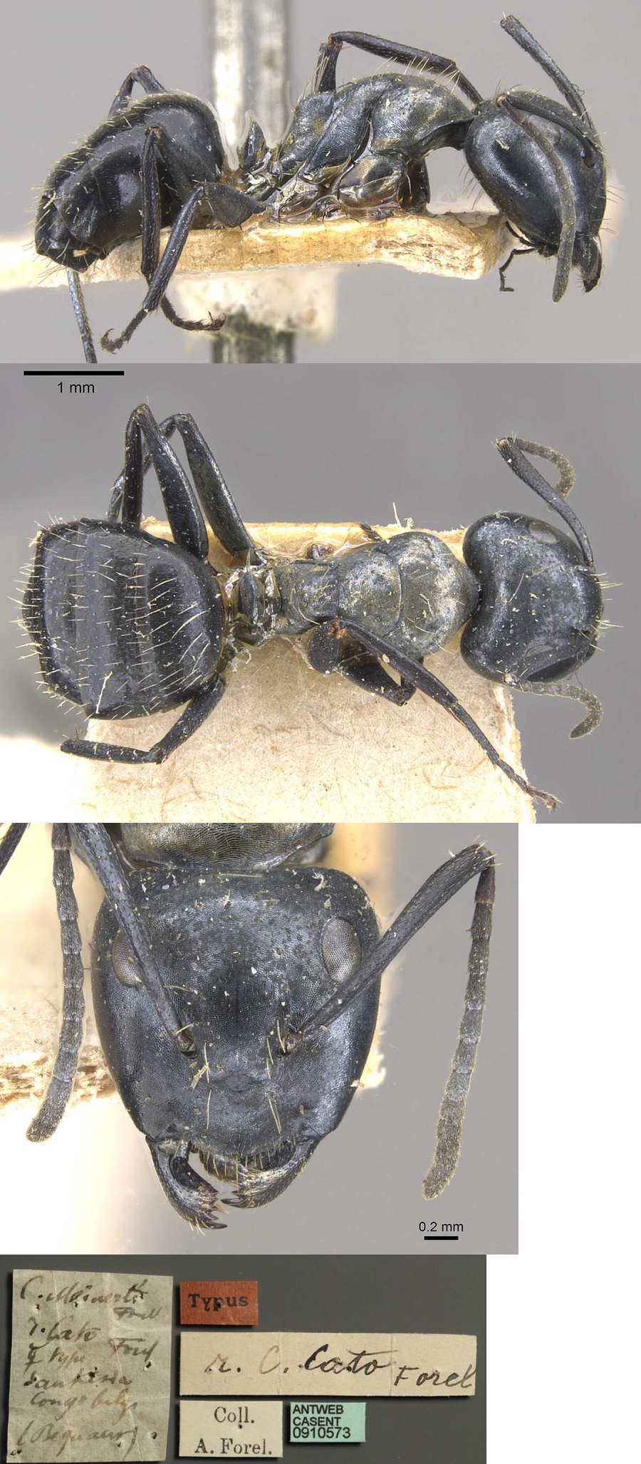 Camponotus vividus cato major