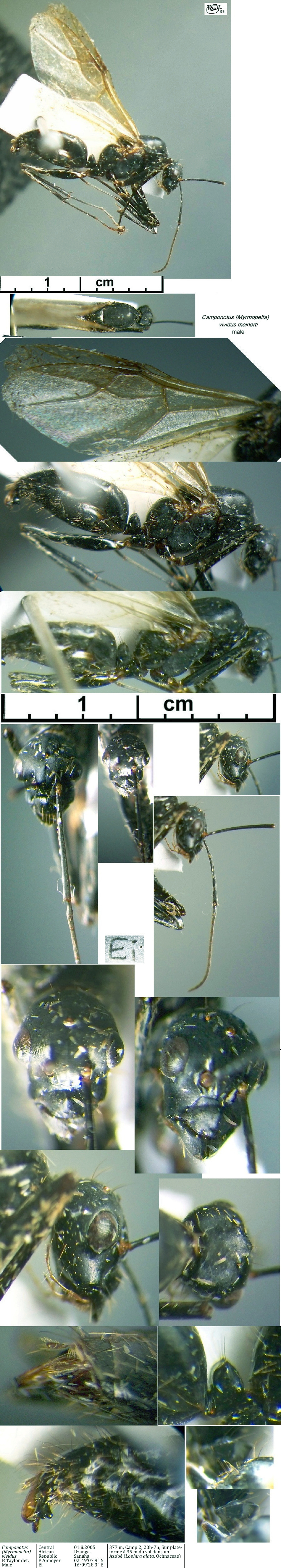 {Camponotus vividus male}