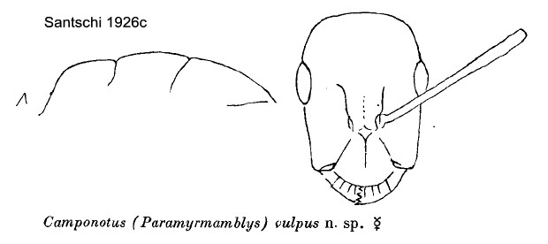 {Camponotus (Paramyrmamblys) vulpus}