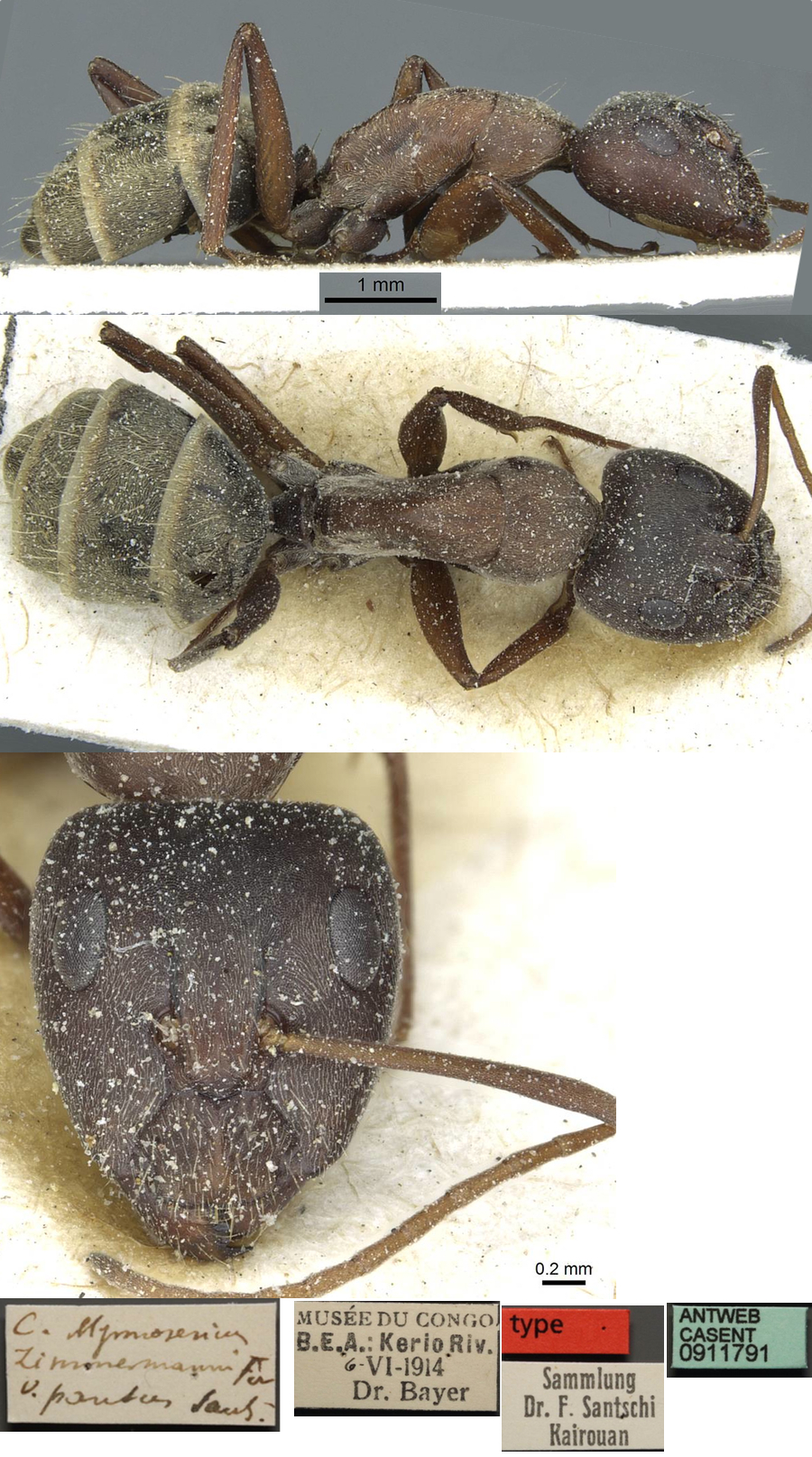 {Camponotus zimmermanni pansus major}