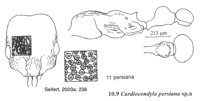 Cardiocondyla persiana
