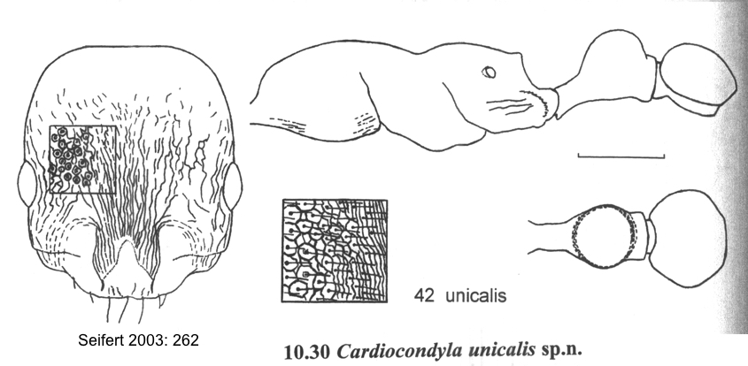 Cardiocondyla unicalis