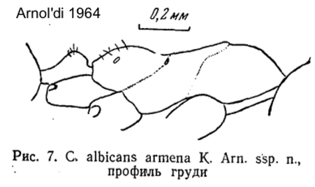 Cataglyphis albicans armena