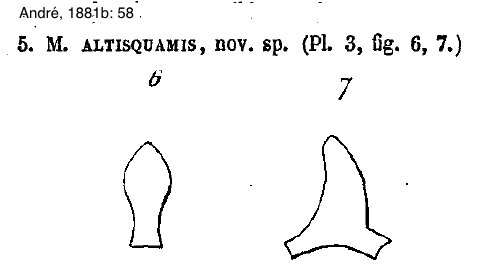 Cataglyphis altisquamis