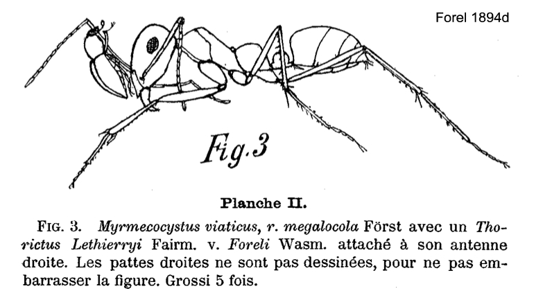 Cataglyphis bicolor