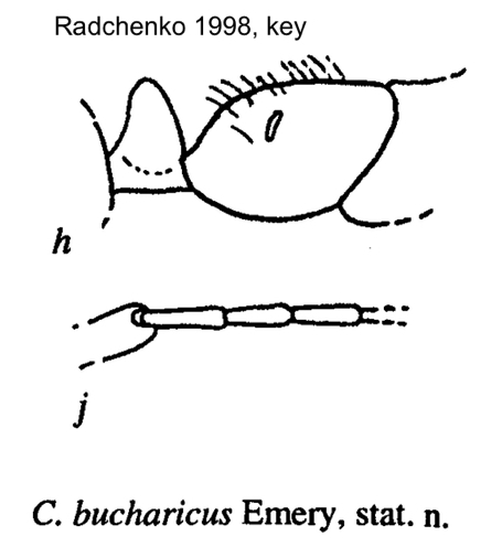 Cataglyphis bucharicus