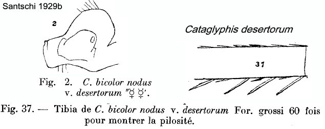 {Cataglyphis desertorum}