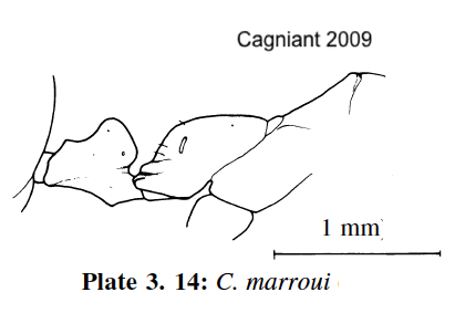 Cataglyphis marroui