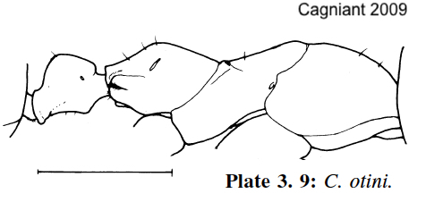Cataglyphis otini