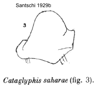 Cataglyphis saharae petiole node