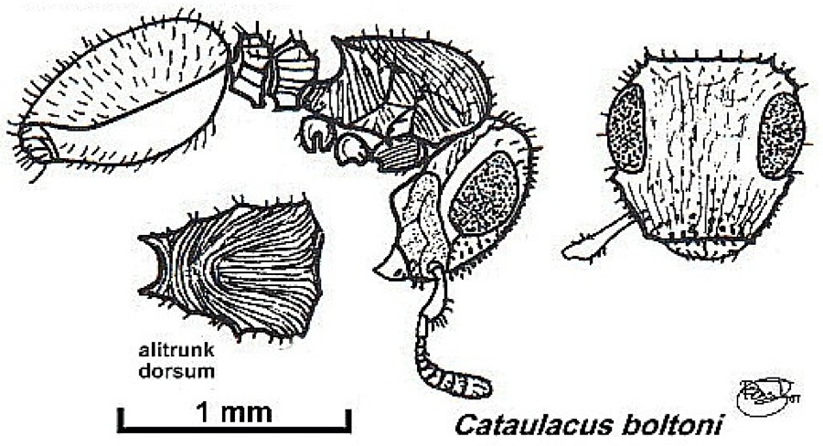 {Cataulacus boltoni}