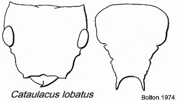 {Cataulacus lobatus}