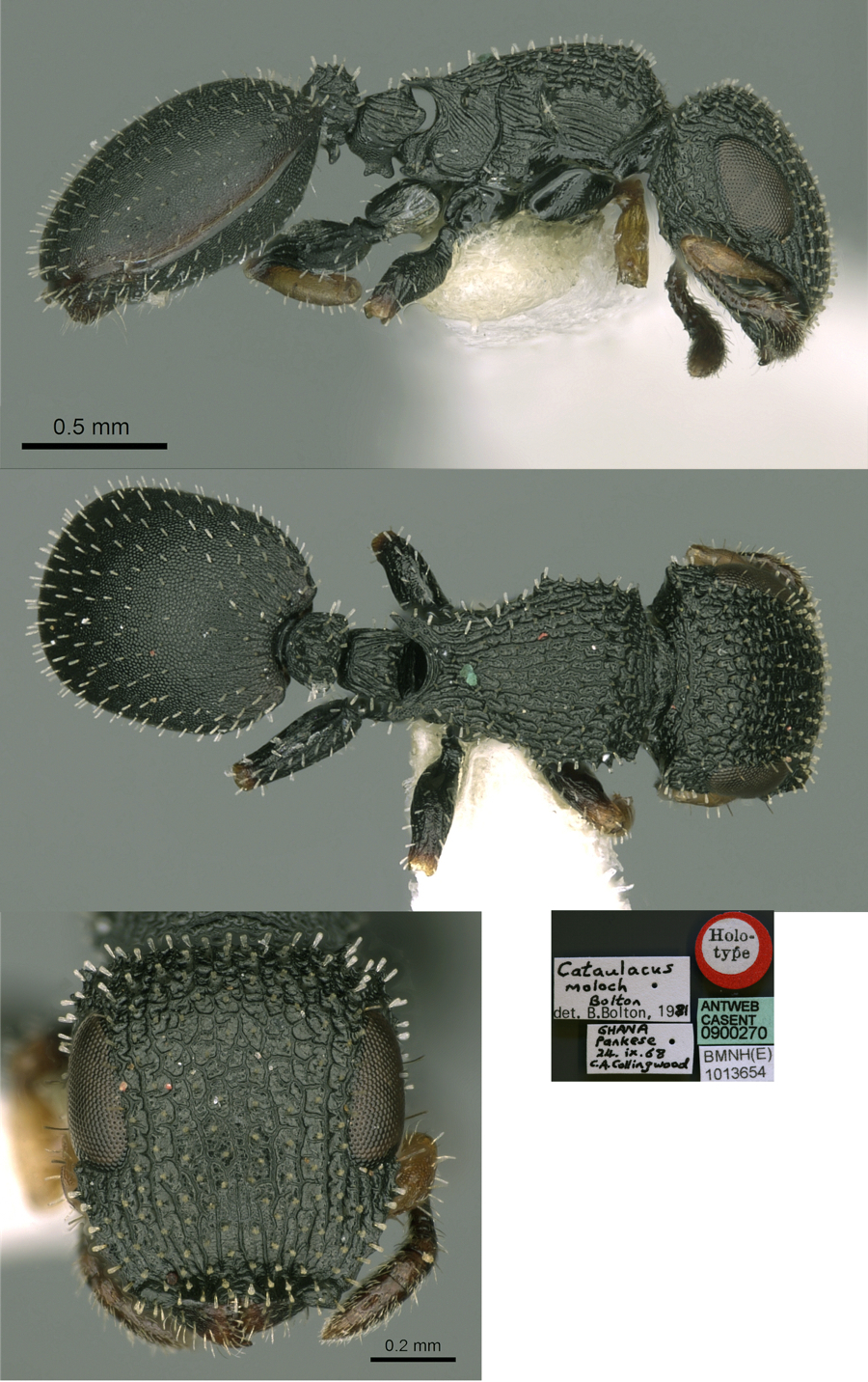 Cataulacus moloch