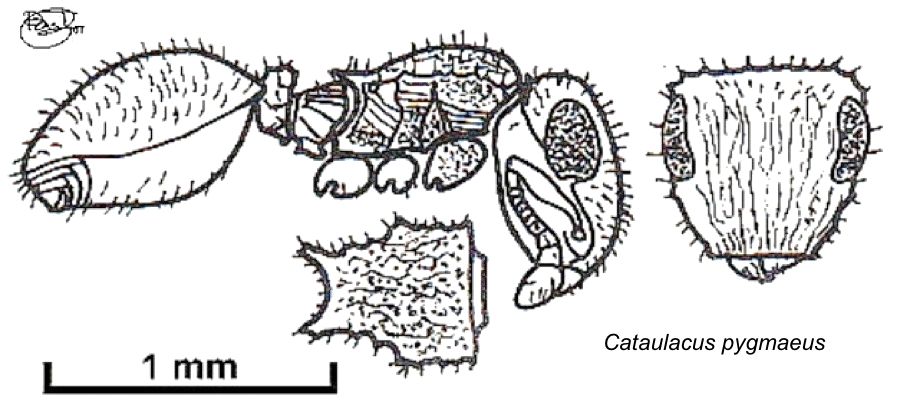 {Cataulacus pygmaeus}