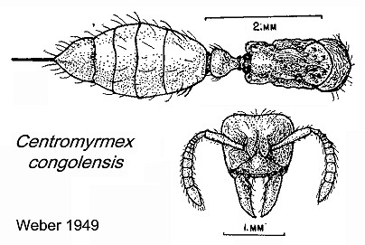 {Centromyrmex congolensis}