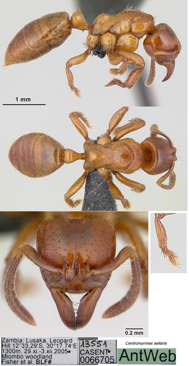 {Centromyrmex sellaris]