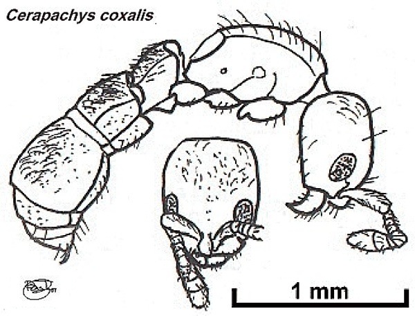 {Cerapachys coxalis}