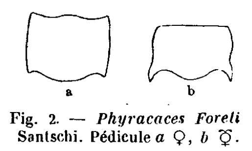 Petioles