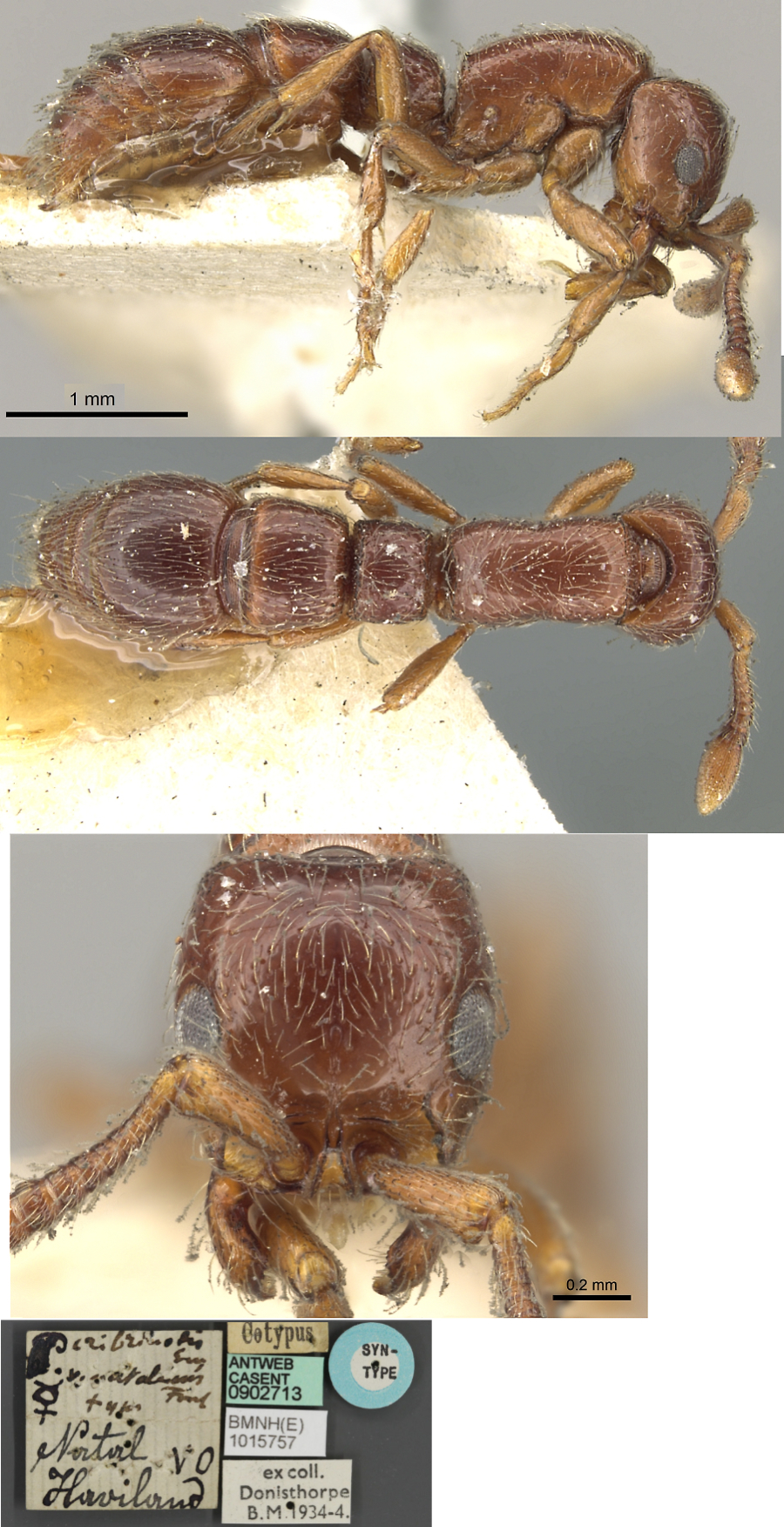 Cerapachys natalensis