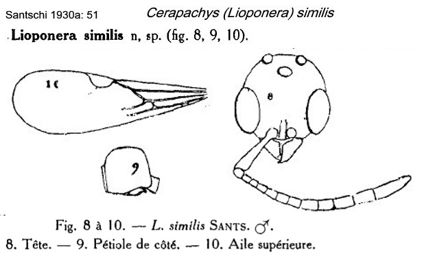 Cerapachys similis