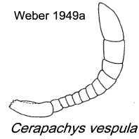 {Cerapachys vespula antenna}