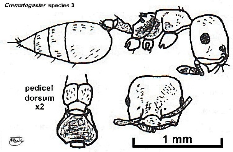 {Crematogaster (Cr.) adedoyini}