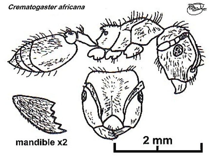 {Crematogaster africana}