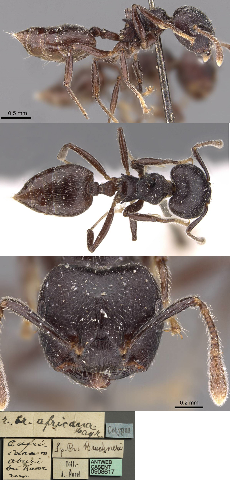 {Crematogaster africana}