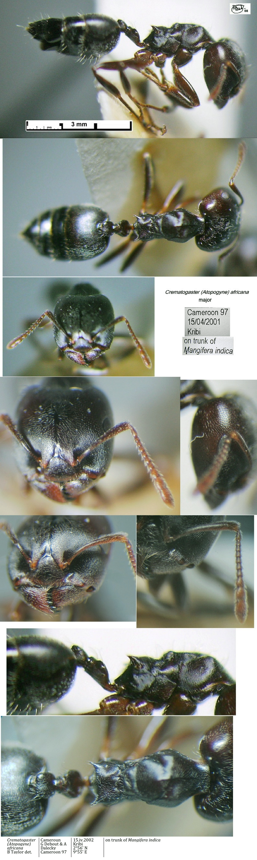 {Crematogaster africana major}