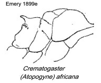 {Crematogaster africana}