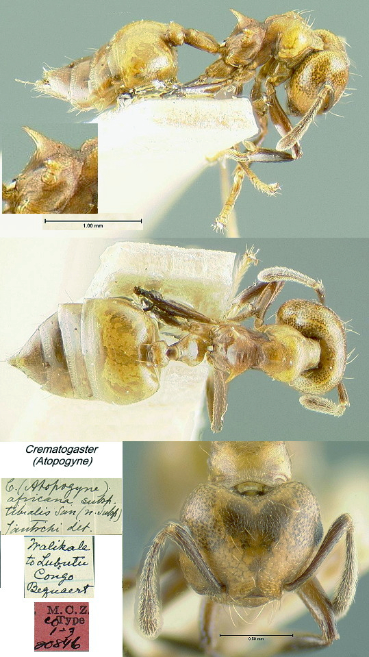 {Crematogaster ? africana tibilais}