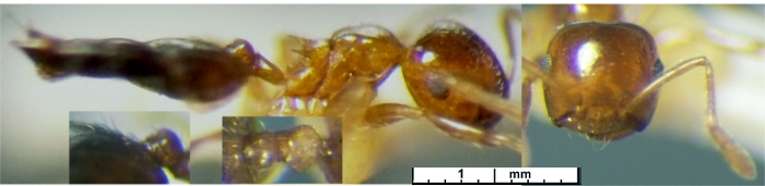 {Crematogaster bequaerti Nigeria form}
