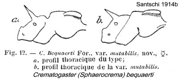 Crematogaster bequaerti mutabilis