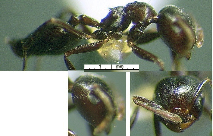 {Crematogaster bruneipennis}