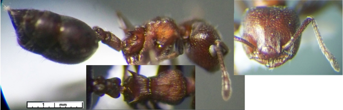 {crematogaster capensis}