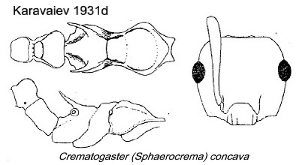 {Crematogaster concava}