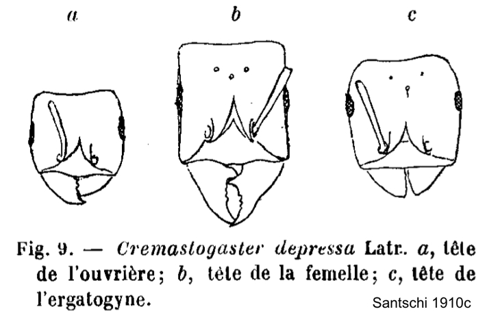 {Crematogaster depressa details}