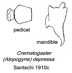 {Crematogaster depressa details}