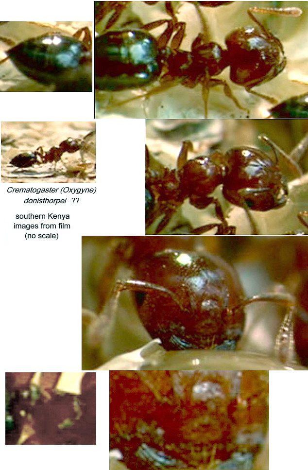 {Crematogaster donisthorpei}