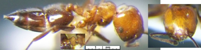{Crematogaster excisa}