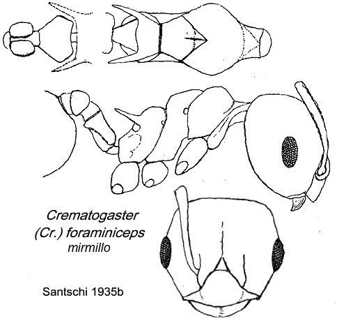 {Crematogaster (Cr.) foraminiceps}