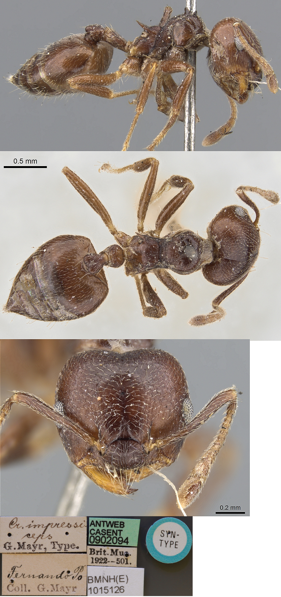 {Crematogaster impressiceps}