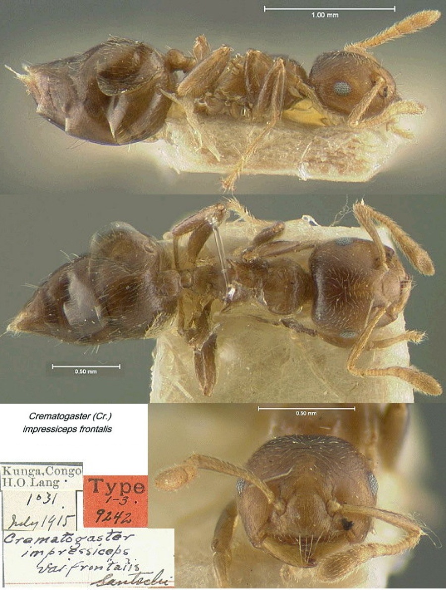 {Crematogaster impressiceps frontalis}