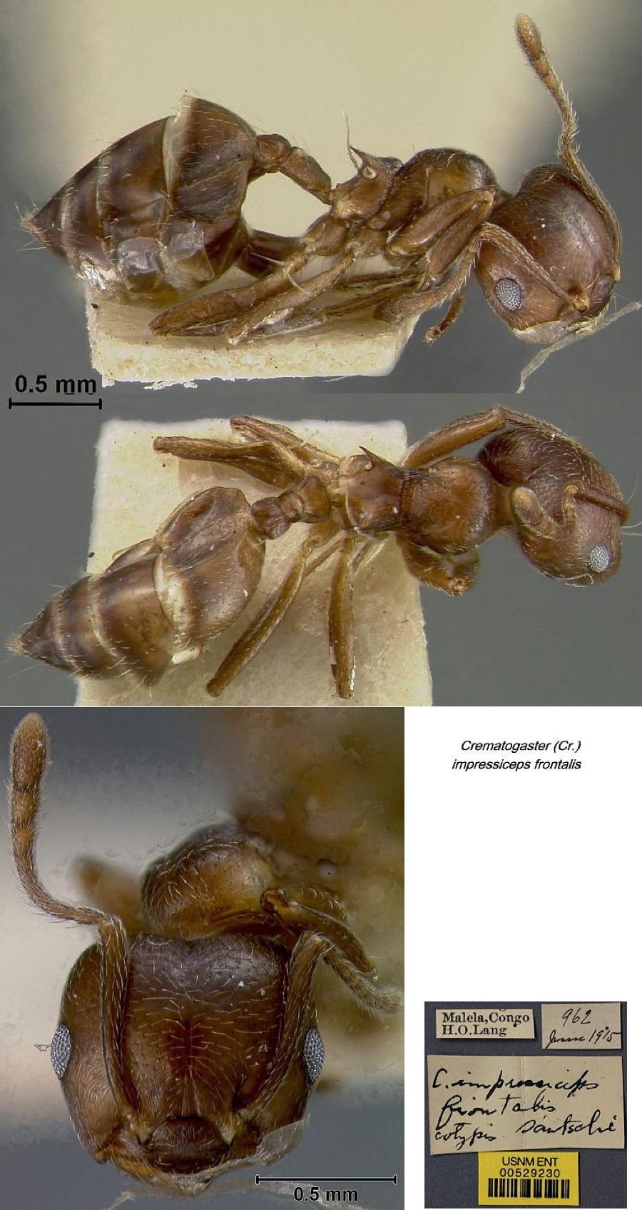 {Crematogaster impressiceps}