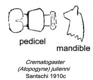 {Crematogaster jullienni}