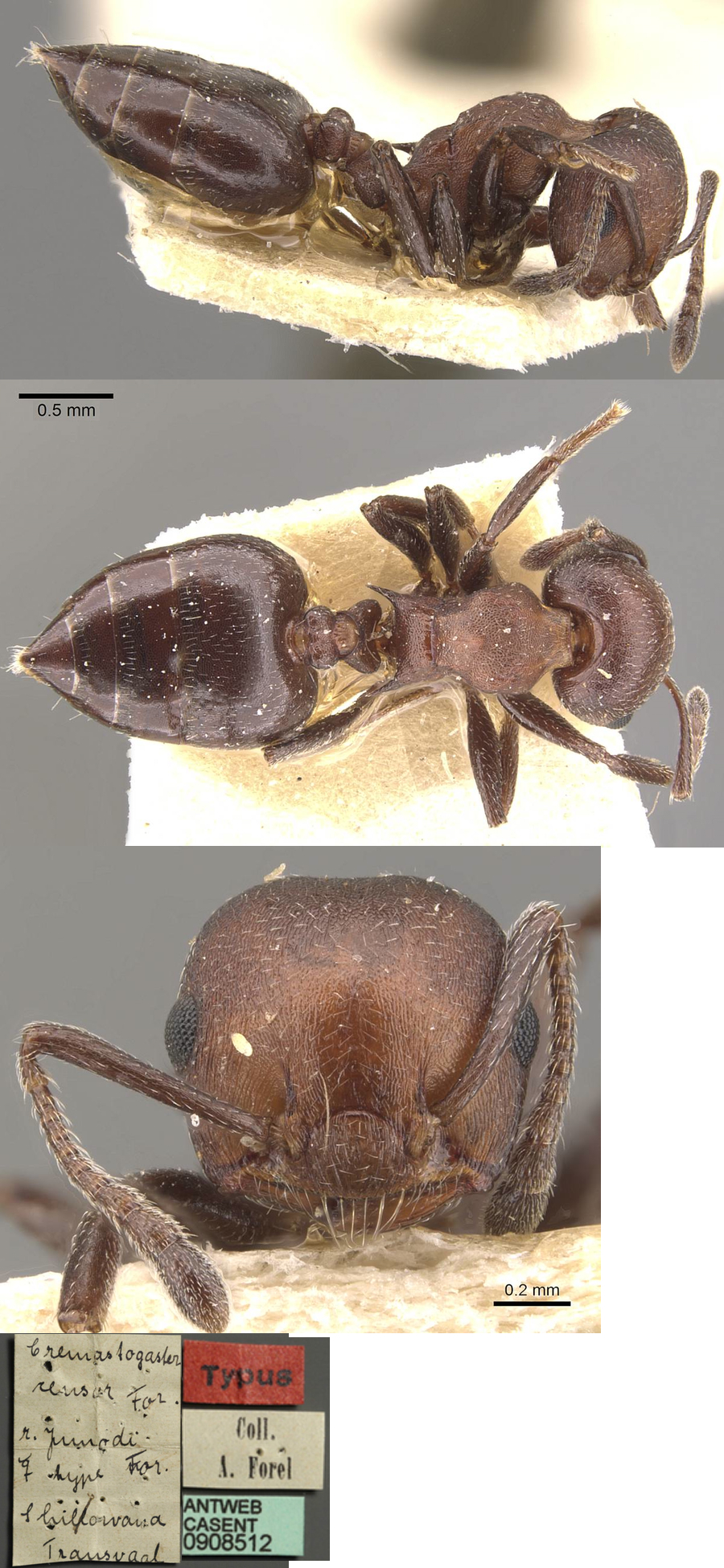 {Crematogaster junodi}